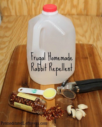 How to make your own rabbit repellent - frugal, DIY treatment
