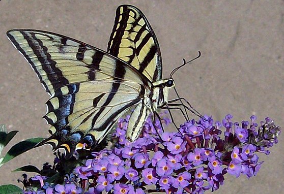 Attracting butterflies to your yard with butterfly bushes