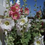 How to Grow Hollyhocks