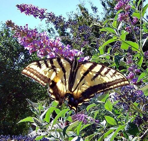 how to grow butterfly bushes