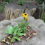 Hollow out dead stumps or logs to make planters