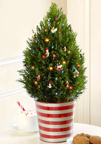 Christmas Tree at ProPlants.com