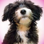 Use apple cider vinegar to get rid of fleas