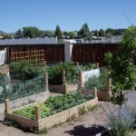 Tips for attracting bees to your garden