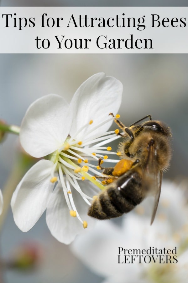 Want more bees in your garden? Here are Tips for Attracting Bees to Your Garden including planting early blooming plants, attract mason bees, grow bee-friendly plants near your garden and more!