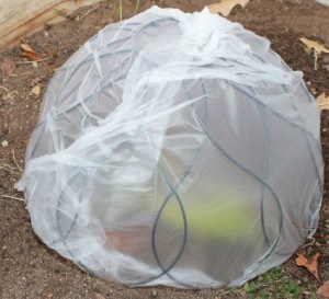 Invert a hanging basket, cover with plastic and use as a cloche 
