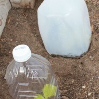 Use a milk jug and juice container as a cloche (284x425)