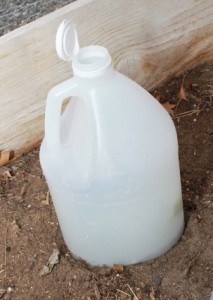 Use a vinegar jug as a cloche 