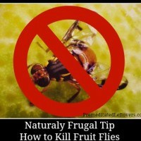 Naturally frugal tip - how to get rid of fruit flies