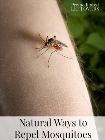 Natural & Homemade Mosquito Repellents - Natural ways to repel mosquitoes by using natural ingredients like lavender & vanilla extract to repel mosquitoes.