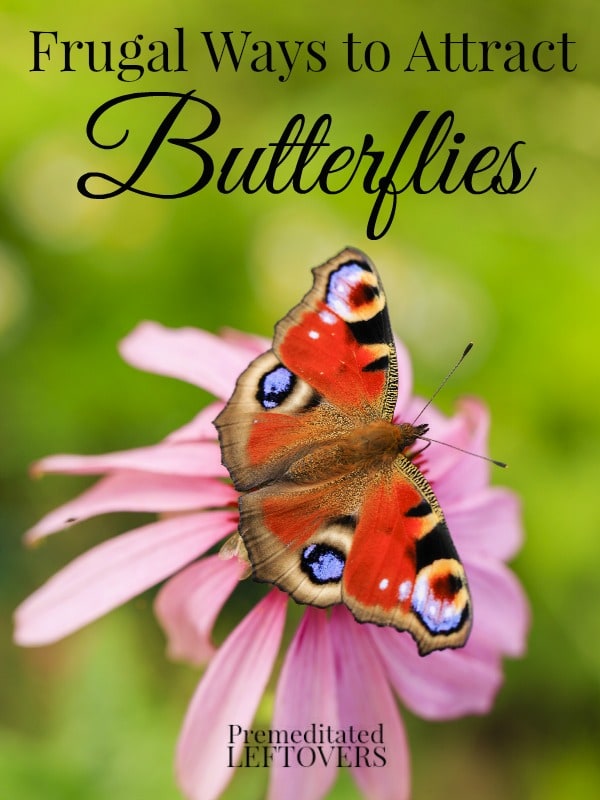 6 Frugal Ways to Attract Butterflies to Your Yard including how to attract butterflies to your garden and attracting butterflies without spending a lot.