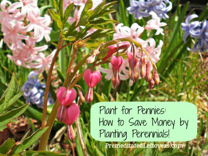 How to Save Money by Planting Perennials including tips on growing perennials, how to choose perennials and how to make perennials grow thick. 