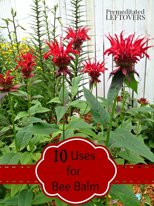 Check out these 10 ways to use Bee Balm in recipes and for medicinal purposes. Includes a Bee Balm Bread recipe and more bee balm uses and bee balm recipes.