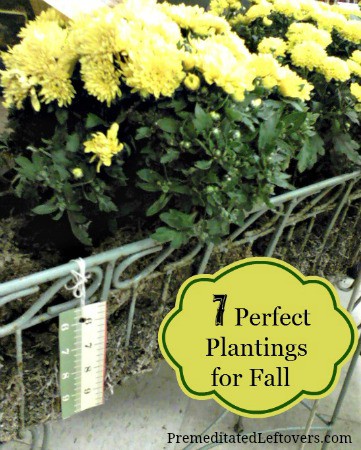 7 Perfect Plantings for Fall - Here are several flowers that you can enjoy this fall and bulbs that you should plant now to enjoy next spring.