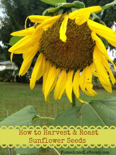 How to Harvest and Roast Sunflower Seeds - Enjoy DIY sunflower seeds! Instructions for harvesting sunflower seeds & directions for roasting sunflower seeds.