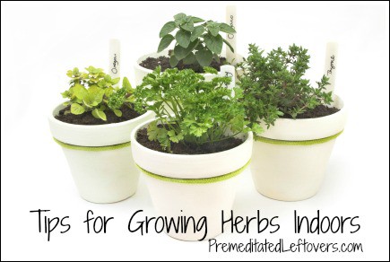 Tips for Growing Herbs indoors