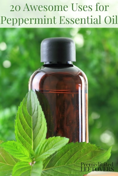 20 Awesome Uses for Peppermint Essential Oil. The uses for peppermint essential oil include natural health remedies and natural insect repellents.