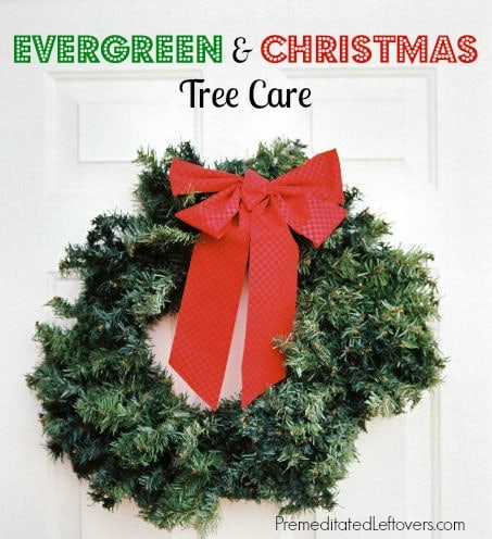 How to care for your evergreen and Christmas tree