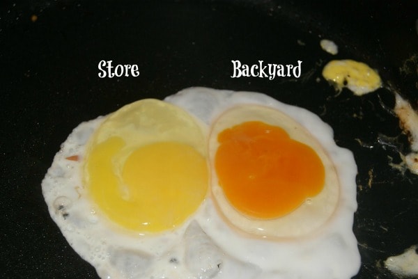 Visual difference between store bought eggs and eggs raised by backyard chickens