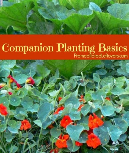 Companion Planting Basics - how to use companion plants in the garden