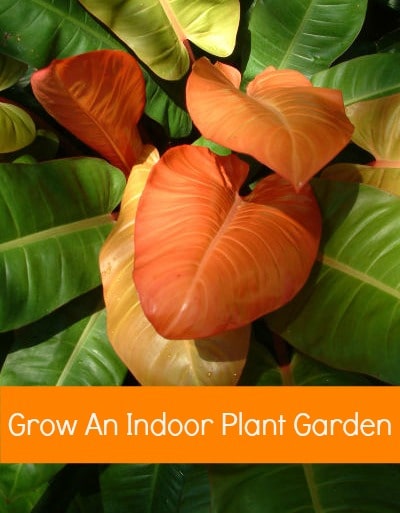 How to Start an Indoor Plant Garden - Tips for Caring for Houseplants