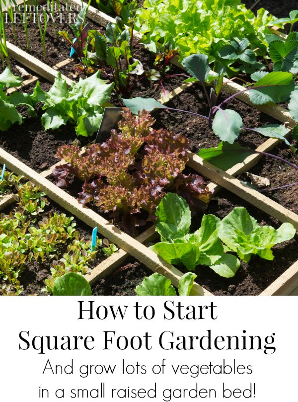 How to Start Square Foot Gardening- Learn how to grow a lot of vegetables in a small amount of space with the Square Foot Gardening method. 