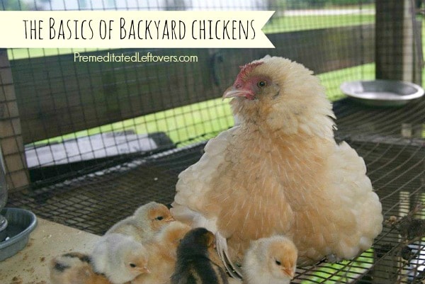 The Basics of Backyard Chickens