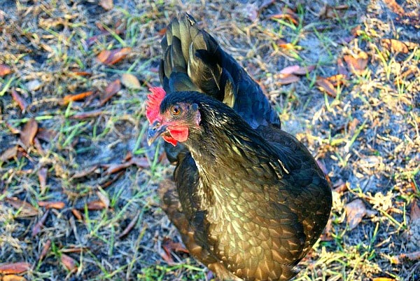 Tips for raising backyard chickens