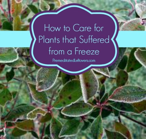 How to Care for Plants That Were Damaged in a Freeze- These useful tips will help you salvage plants that have suffered damage during freezing temperatures.