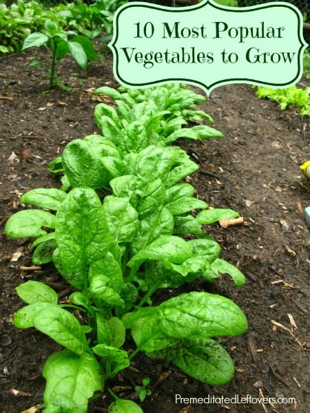 10 Most Popular Vegetables to Grow