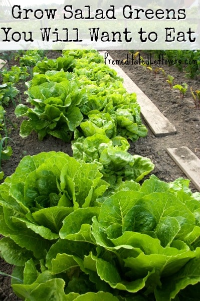 Grow Salad Greens  You Will Want to Eat