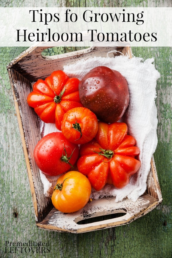 Tips for Growing Heirloom Tomatoes - What makes a tomato an heirloom? What care do heirloom tomato plants require? How to harvest heirloom tomatoes