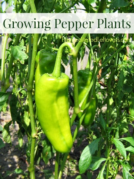 Tips for growing pepper plants