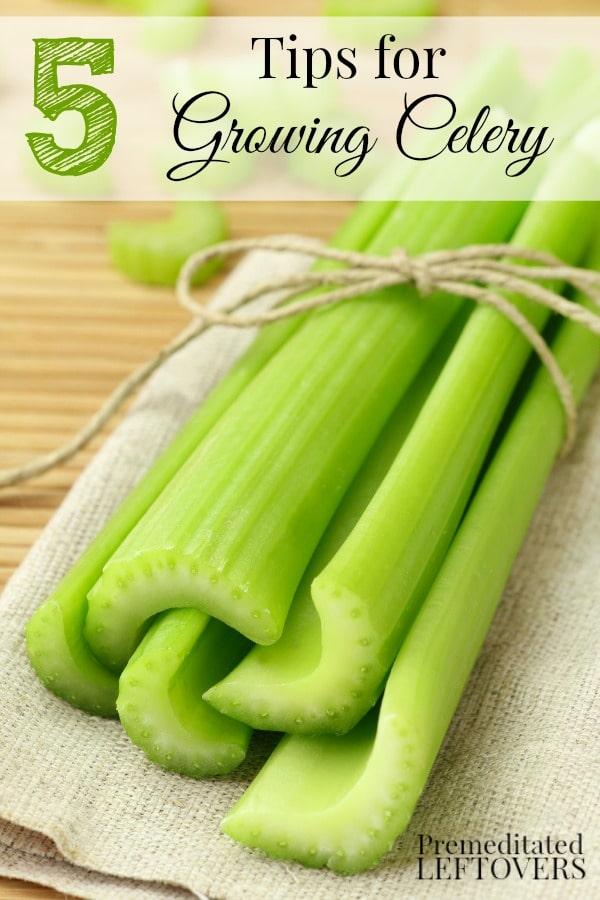 5 Tips for Growing Celery including growing celery from seed, watering celery, where to plant celery, when to plant celery and how to blanch celery. 