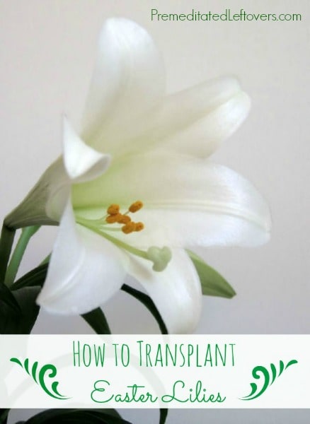 How to Transplant Easter Lilies