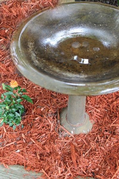 How to Make a Butterfly Water Feeder — Empress of Dirt