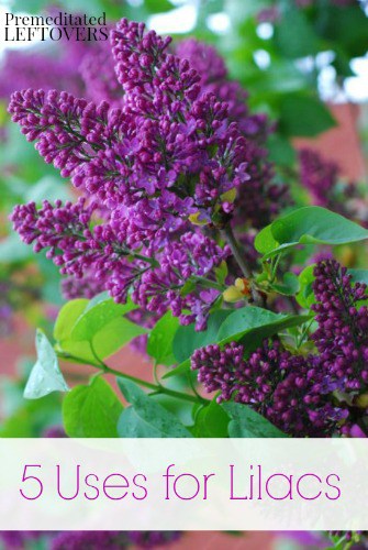 5 Uses for Lilacs