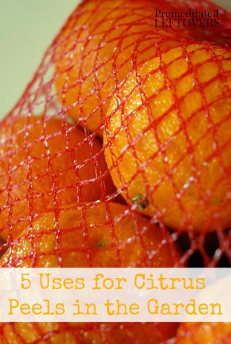 5 Ways to Use Citrus Peels in Your Garden including helping your compost, how to get rid of bugs in your garden and attracting butterflies. 