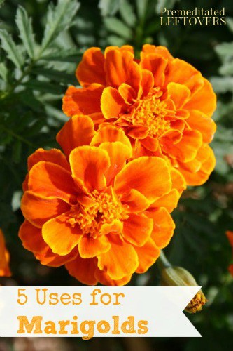 5 Ways to Use Marigolds in Your Home and Garden