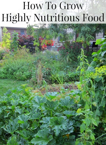 How to grow  highly nutritious vegetables and fruits in your garden