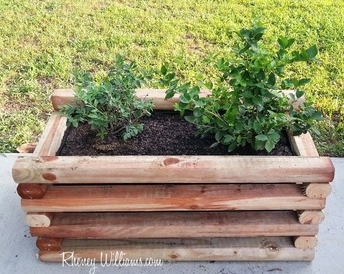 DIY Planter Box filled with Blueberries