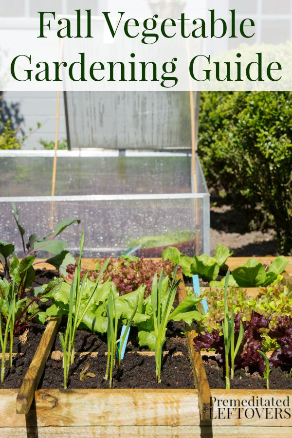 Fall Vegetable Gardening Guide - Extend your garden by growing vegetables in the fall. Plants that can grow well in the fall and tips for fall gardening.