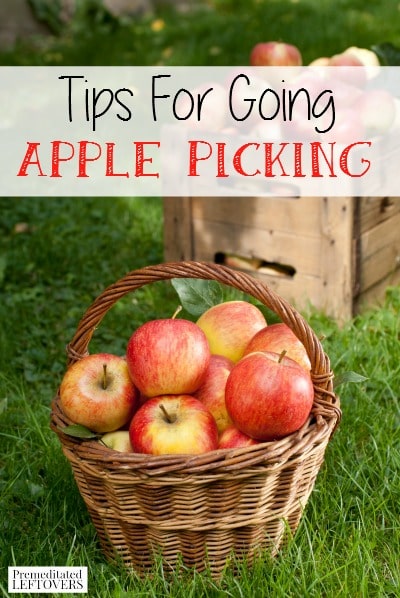 Use these tips for Going Apple Picking if you are going this year! Tips for preparing for your trip, finding good apples, & preventing them from going bad.