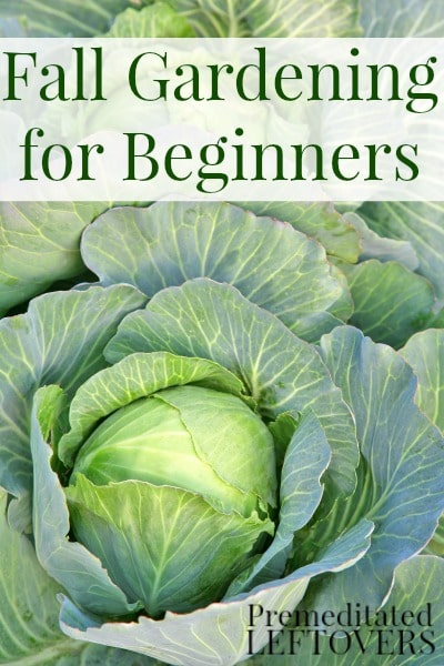 Fall Vegetable Gardening for Beginners - tips for growing cold hardy vegetables in your garden this fall including soil prep and what vegetables to grow.
