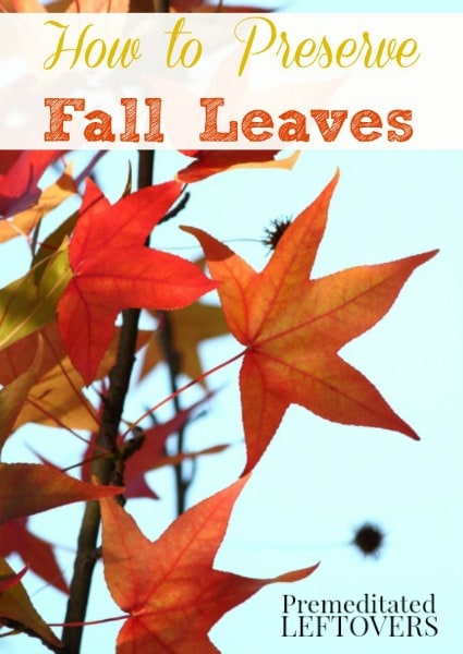 How to Preserve Fall Leaves with Glycerin - A tutorial for preserving fall leaves color. After you preserve fall leaves you can use them for crafts.