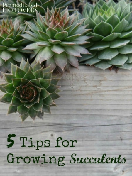 5 Tips for Growing Succulents