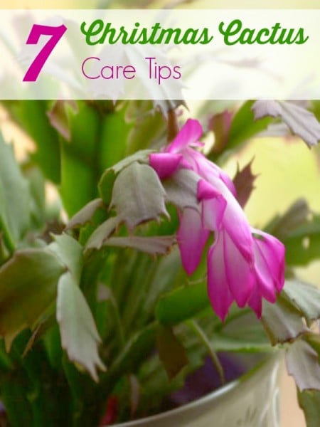 Christmas Cactus Care Tips- Growing a Christmas Cactus can be easy and rewarding. These tips will ensure a healthy cactus that will bloom year after year.