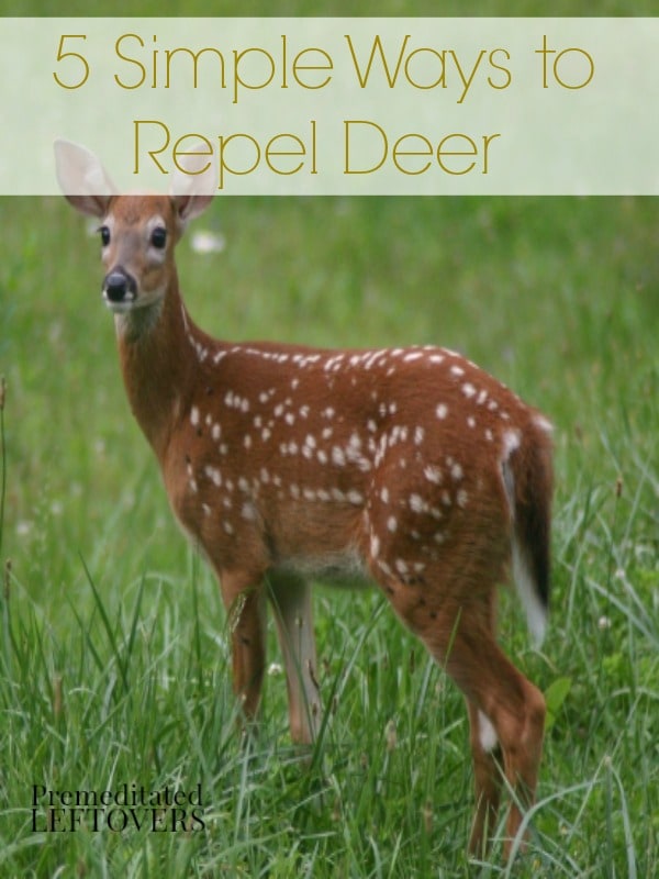 5 Natural Ways to Repel Deer - Here are 5 natural ways to repel deer that will keep the deer out of your garden without harming them.