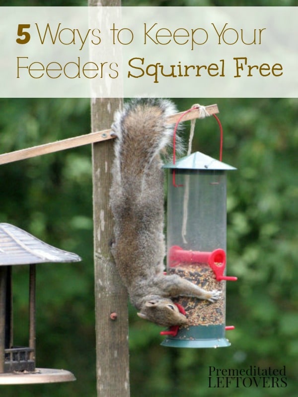 5 Natural Ways to Keep Squirrels Away from Bird Feeders- Are squirrels taking over your bird feeders? Try these 5 tricks to keep squirrels at bay naturally. 