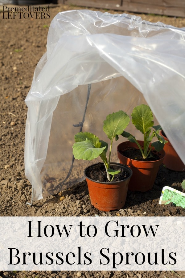 How to Grow Brussels Sprouts including how to grow Brussels sprouts, how to transplant Brussels sprouts & when to harvest Brussels sprouts plants.